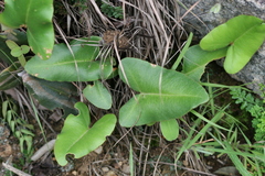 Mickelopteris cordata